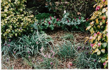 Trillium chloropetalum